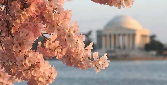 National Cherry Blossom Festival goes virtual | Weekend FAMILY Fun in DC