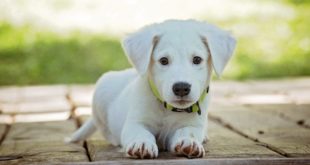 Considering puppy adoption during coronavirus? Here's what you need to know about bringing home a "pandemic puppy"