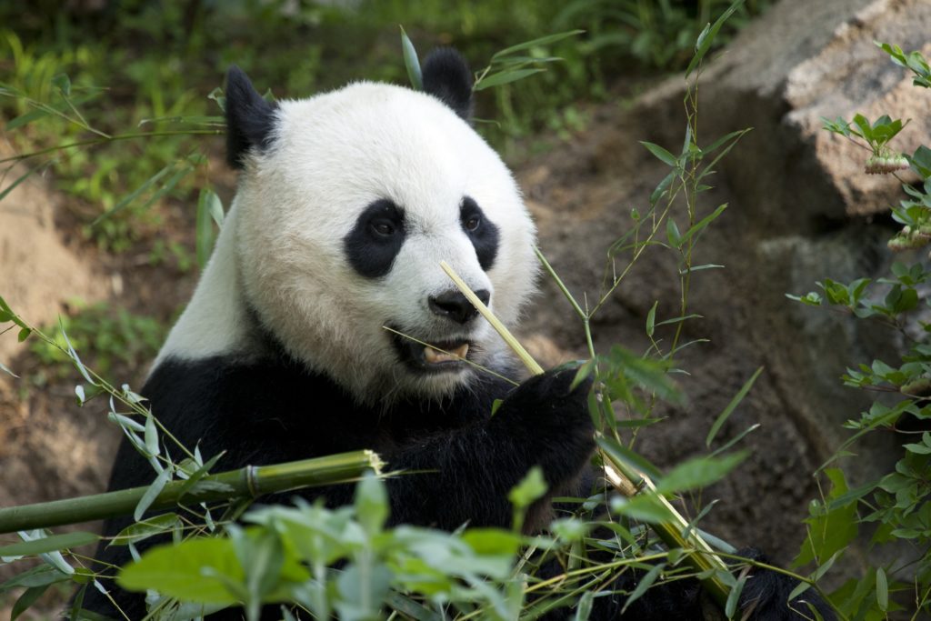 Visit pandas when the Smithsonian National Zoo reopens this weekend with new social distancing guidelines