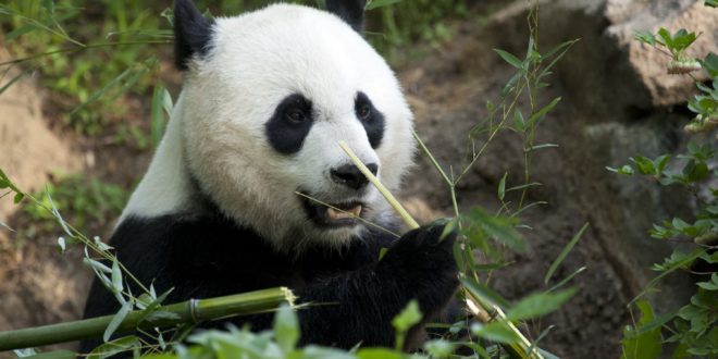 See the pandas when the Smithsonian National Zoo reopens this weekend with new social distancing guidelines