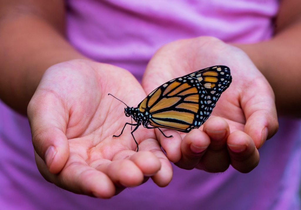 Family Events Around DC this weekend include a day with monarch butterflies