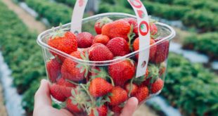 Where to Pick Your Own Berries in the DMV Area This Summer