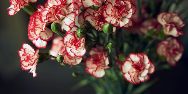 carnations official mother's day flower