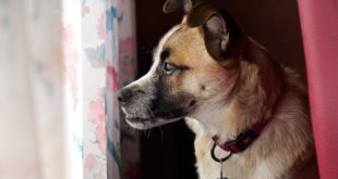 dealing with your dog's separation anxiety