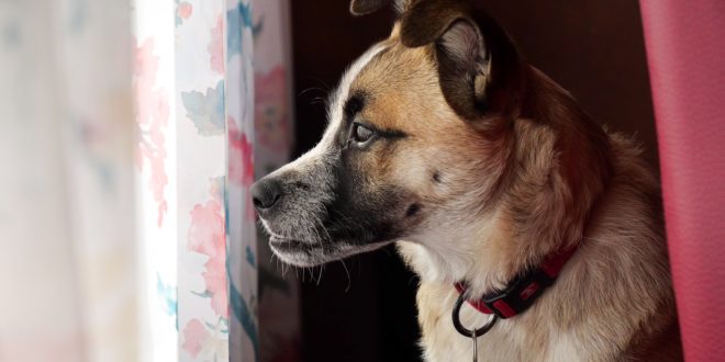 dealing with your dog's separation anxiety