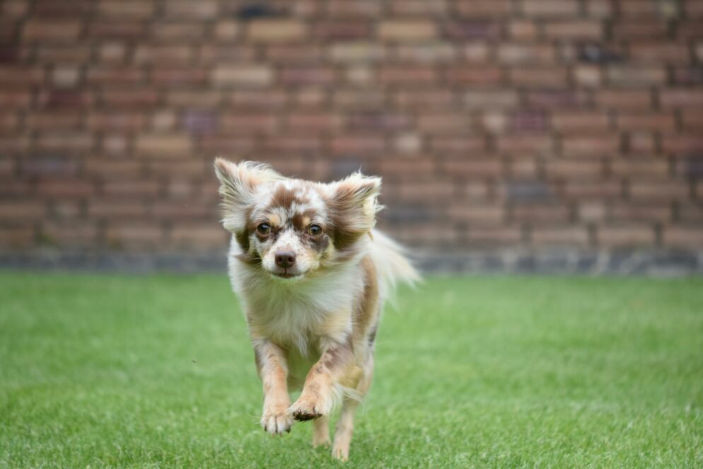 A chihuahua is running on some grass in front of a brick wall.