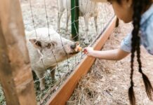 A girl with braided hair feeds a pig a carrot