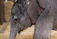 Baby Asian elephant