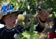 U-Pick Farms in the DMV A boy picks berries off of a tree
