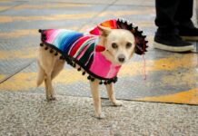 A chihuahua wearing a sombrero and poncho