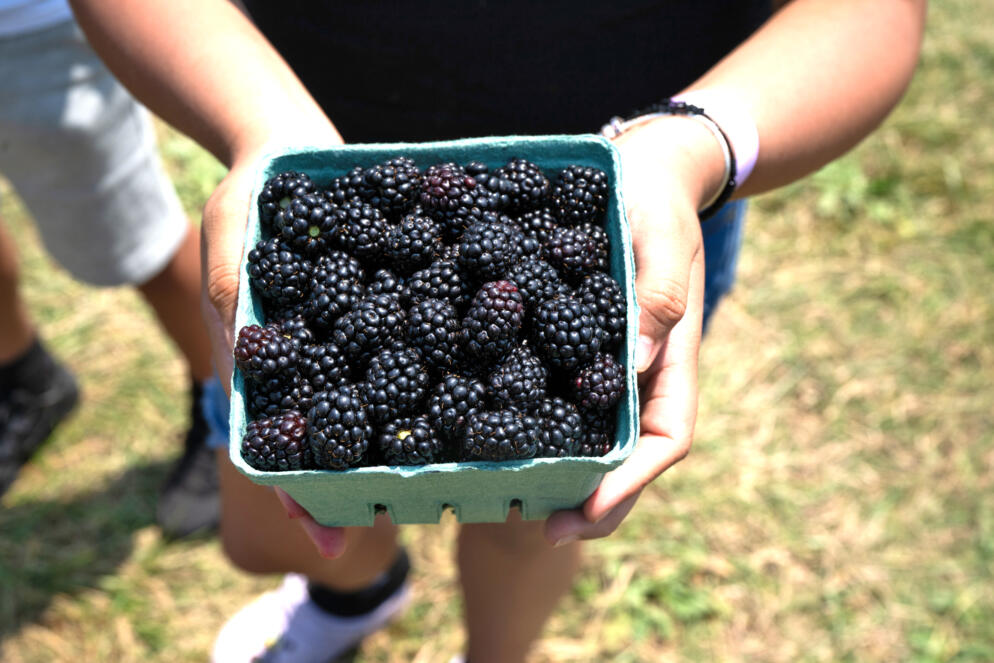 Picking blackberries at Butler's Orchard
