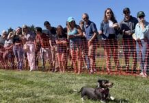 The Best Events in the DMV This August A dachshund running in the Doxie Derby