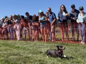 A dachshund running in the Doxie Derby