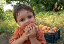 A boy eating a peach with a crate of peaches behind him