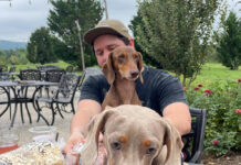 Two dachshunds and their owner at Great Country Farms