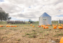 9 Maryland Farms and Pumpkin Patches to Check Out this Fall