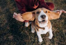 A person holds up the ears of a Bassett hound