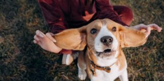 A person holds up the ears of a Bassett hound